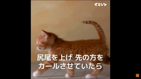 꼬리를 세워 몸 쪽을 향해 구부리고 있다면 매우 기분이 좋은 행복한 상태랍니다. 포커 페이스인 고양이도 행복감을 완벽히 감출 수는 없나 봅니다.