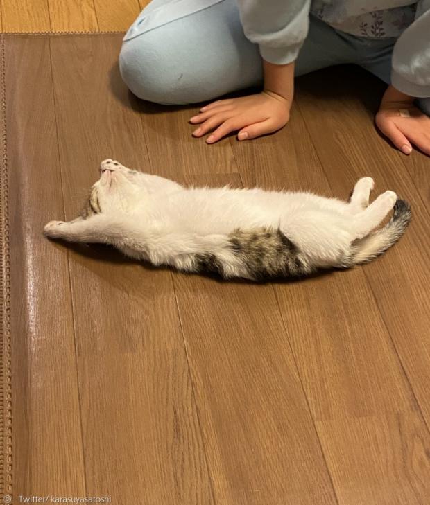 입양 첫날부터 대자로 누운 새끼고양이. 집사는 긴장하지 않는 모습에 당황했다. [출처: Twitter/ karasuyasatoshi]
