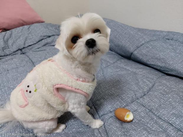 ⓒ노트펫