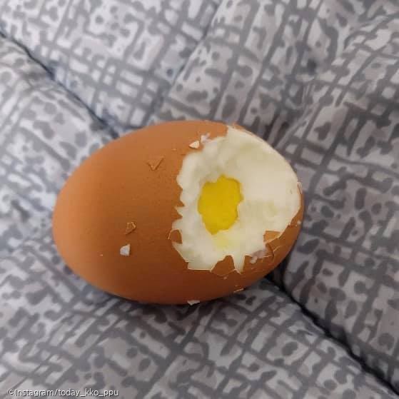 ⓒ노트펫