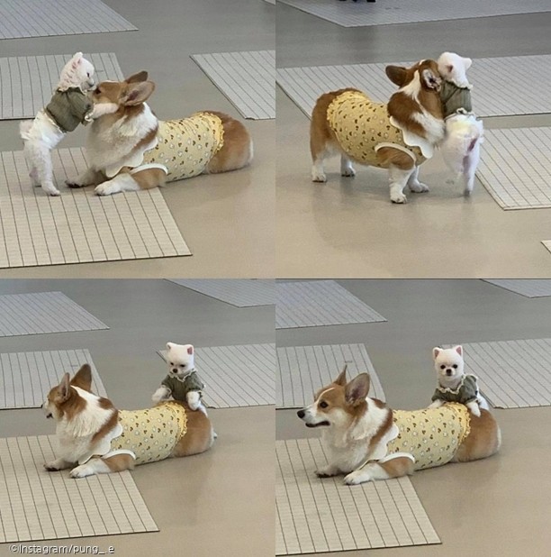 ⓒ노트펫
