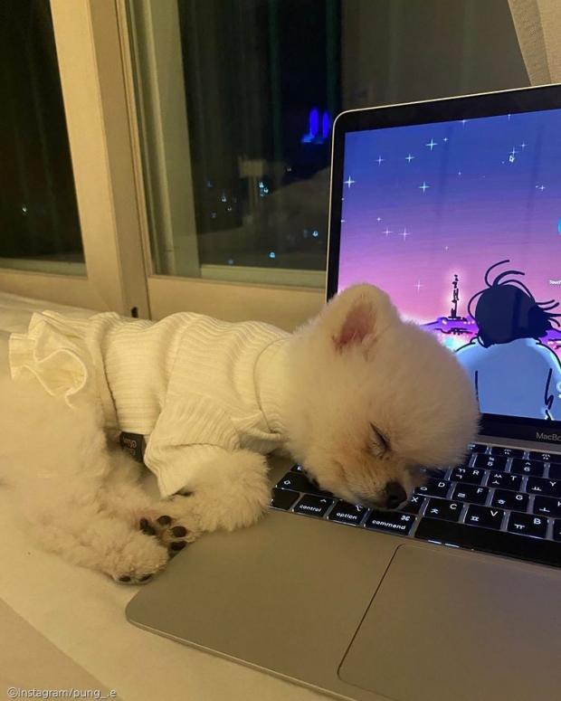 ⓒ노트펫