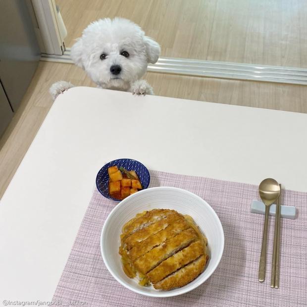 ⓒ노트펫