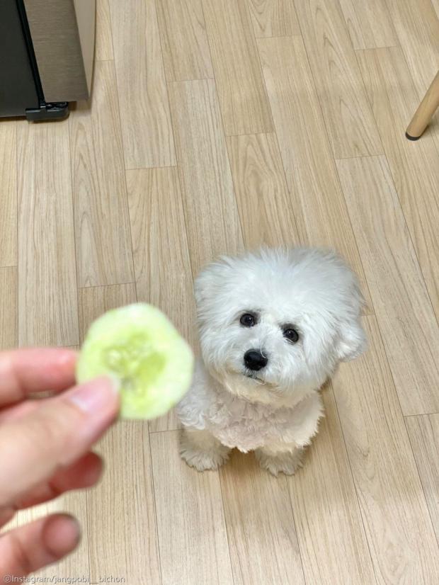 ⓒ노트펫