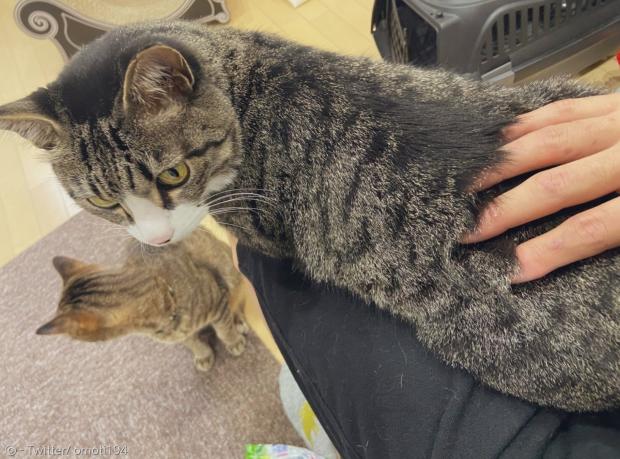 집사 무릎에 앉으려고 줄 선 고양이 네코코(왼쪽)과 무릎에 앉은 고양이 네치코.