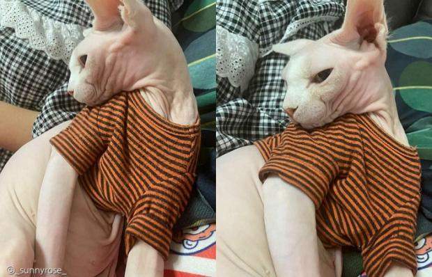 ⓒ노트펫