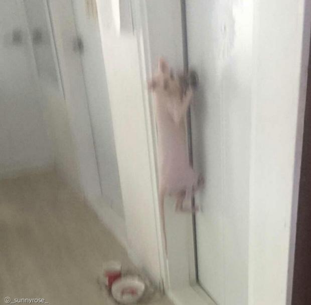 ⓒ노트펫