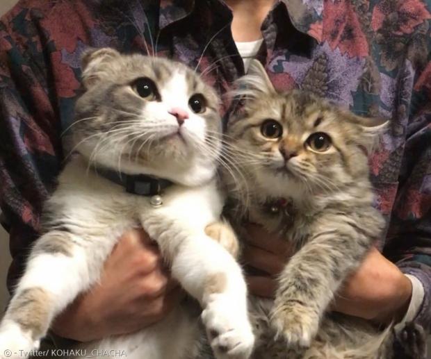 순둥이 고양이 코하쿠(왼쪽)와 차차. [출처: Twitter/ KOHAKU_CHACHA]