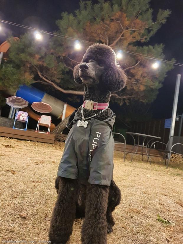 ⓒ노트펫