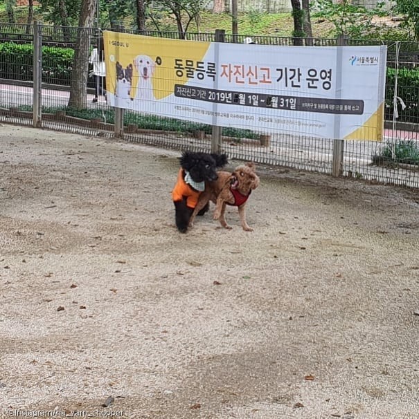 ⓒ노트펫