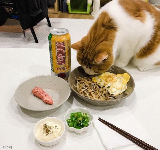 ⓒ노트펫