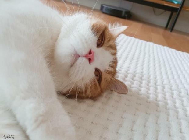 ⓒ노트펫