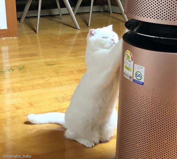 ⓒ노트펫