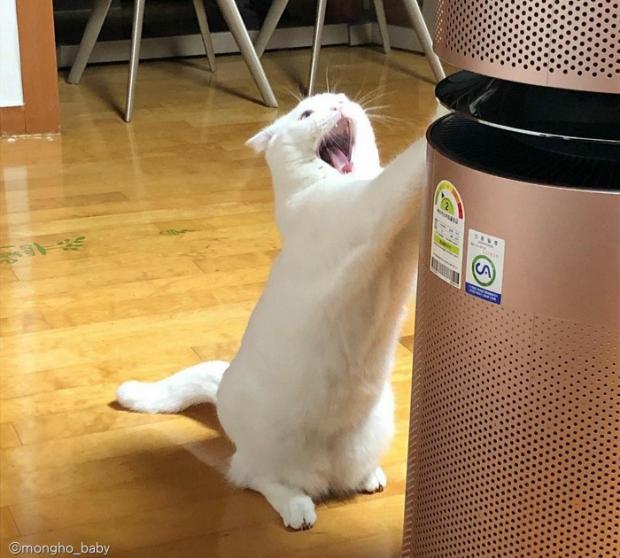 ⓒ노트펫