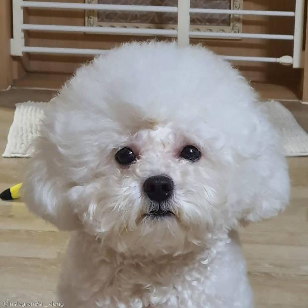 ⓒ노트펫