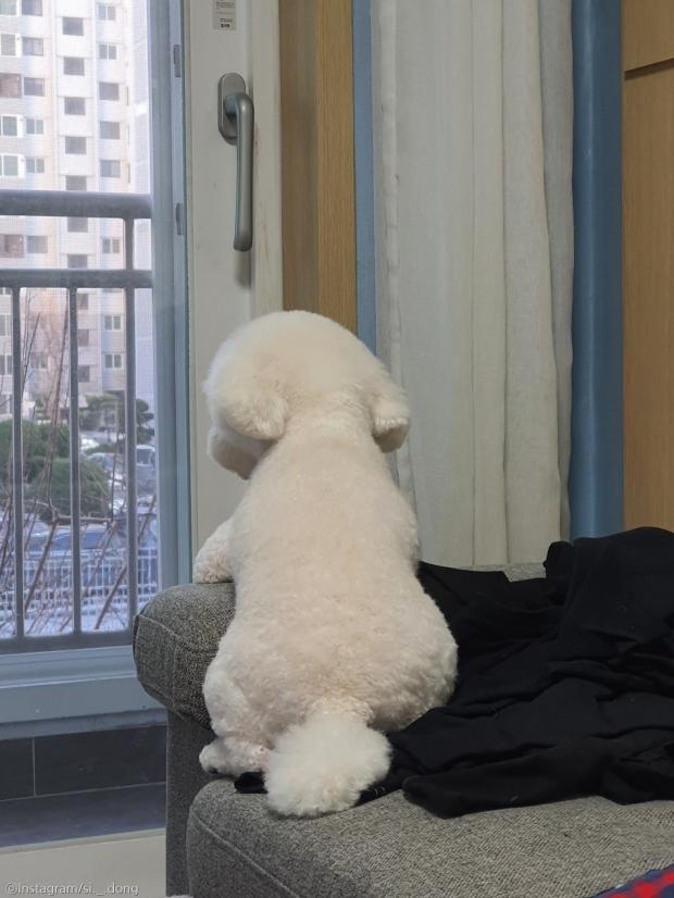 ⓒ노트펫