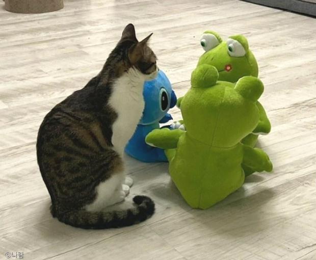 ⓒ노트펫