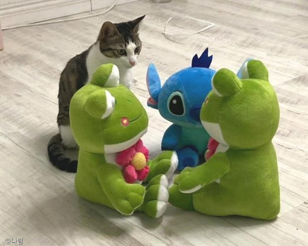 ⓒ노트펫