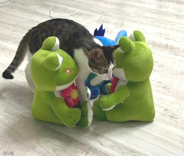 ⓒ노트펫