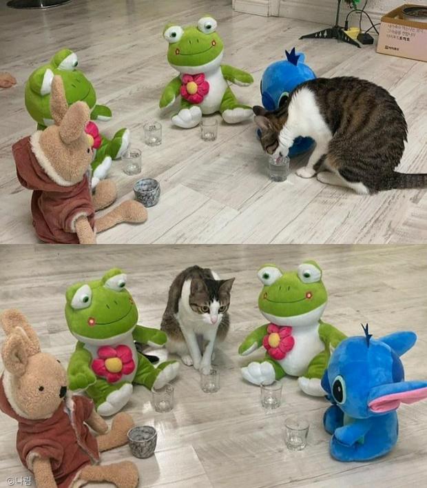 ⓒ노트펫