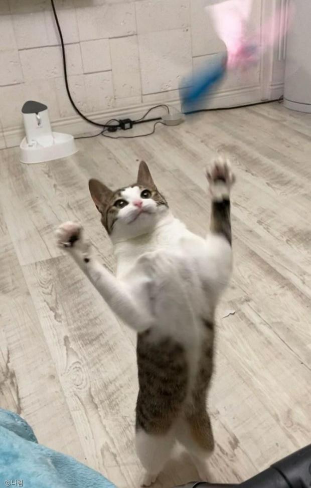 ⓒ노트펫