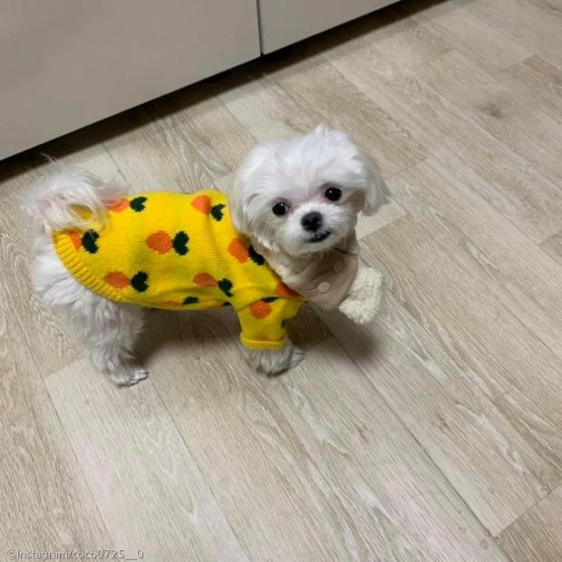 ⓒ노트펫