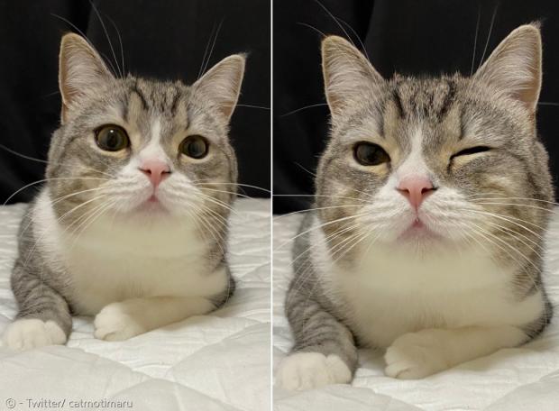 애교 만렙 고양이 모찌. [출처: Twitter/ catmotimaru]