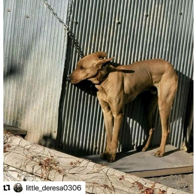 ⓒ노트펫