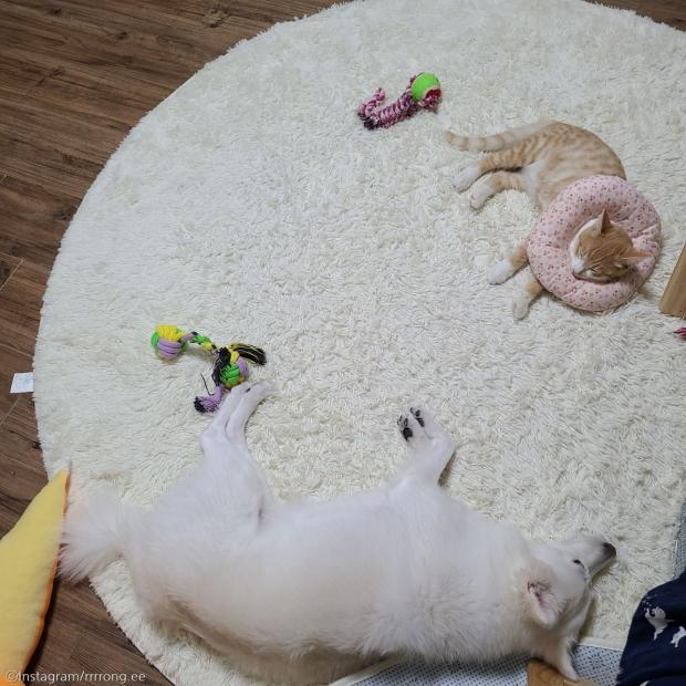 ⓒ노트펫