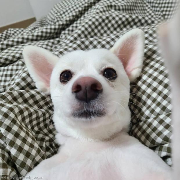 ⓒ노트펫