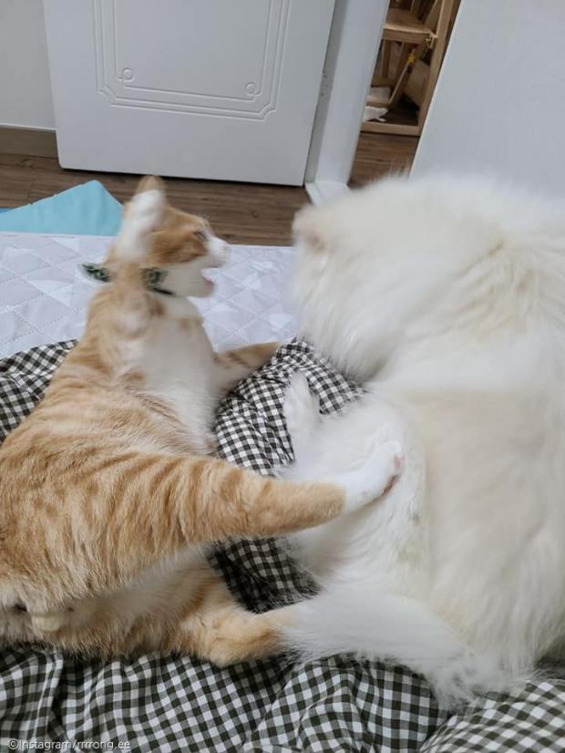 ⓒ노트펫