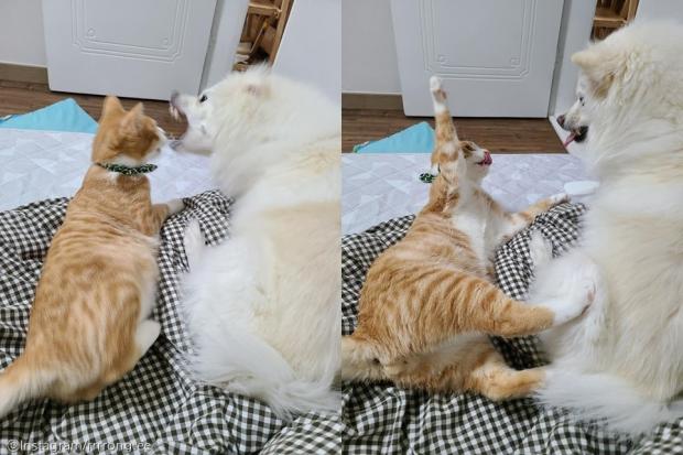ⓒ노트펫