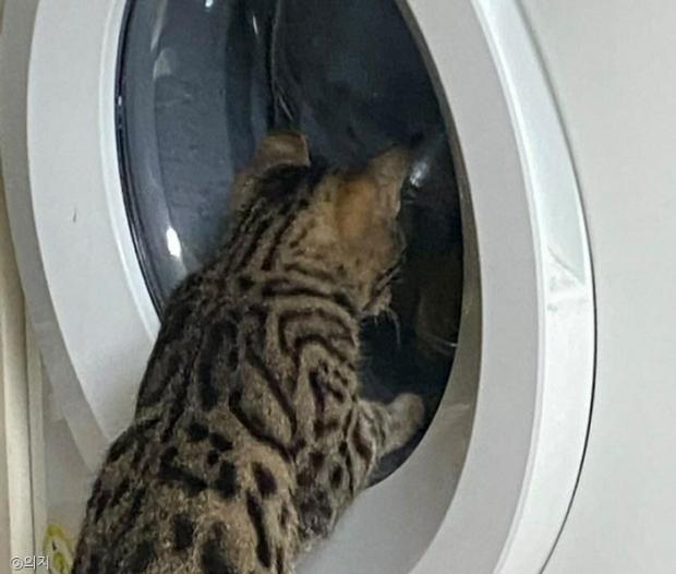 ⓒ노트펫