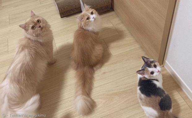 오른쪽이 고양이 침대의 주인 아라레다.[출처: Twitter/ h_mugikinu]