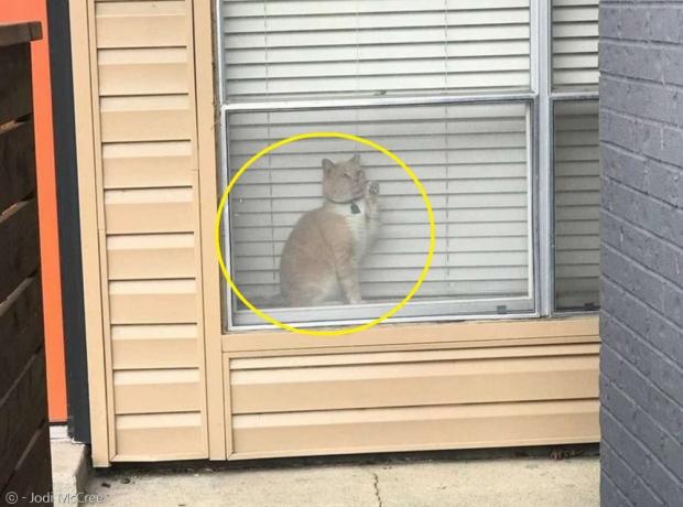 고양이 조지(노란 원)가 집사를 보고도 못 본 척 딴청을 부렸다.