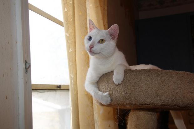 오드아이 고양이. 사진 픽사베이