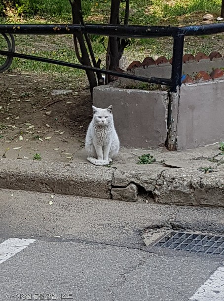 ⓒ노트펫
