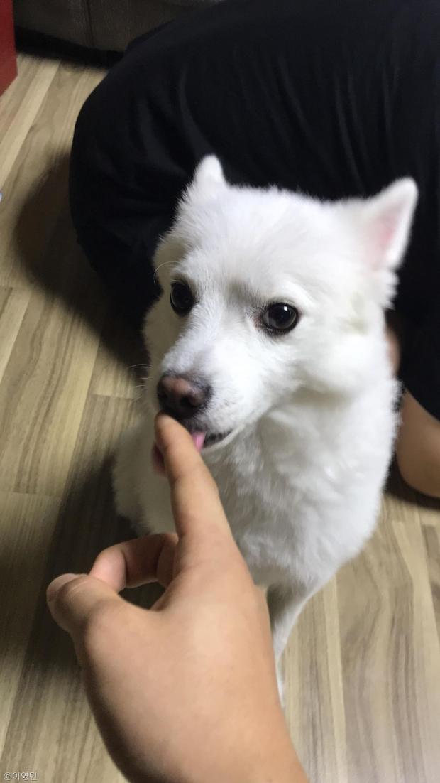 ⓒ노트펫