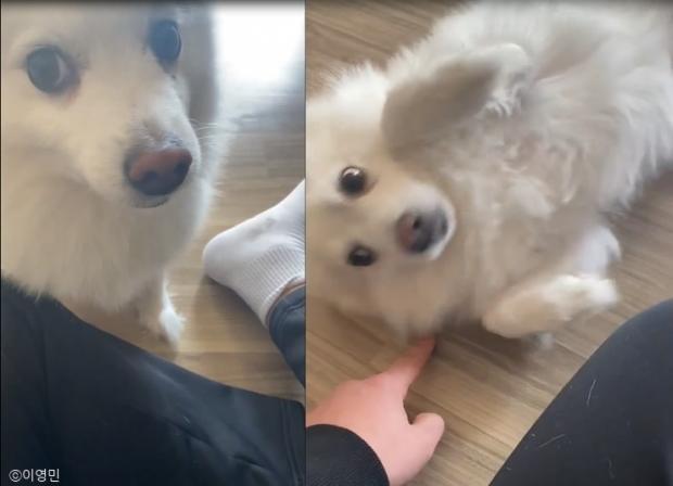 ⓒ노트펫
