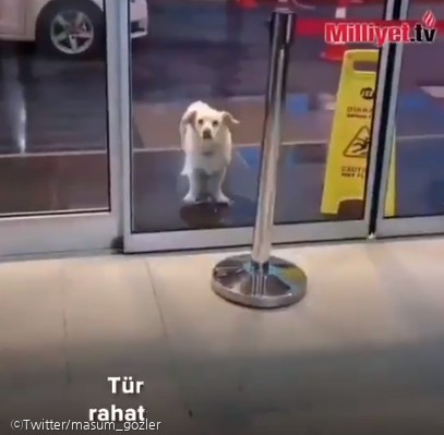 ⓒ노트펫