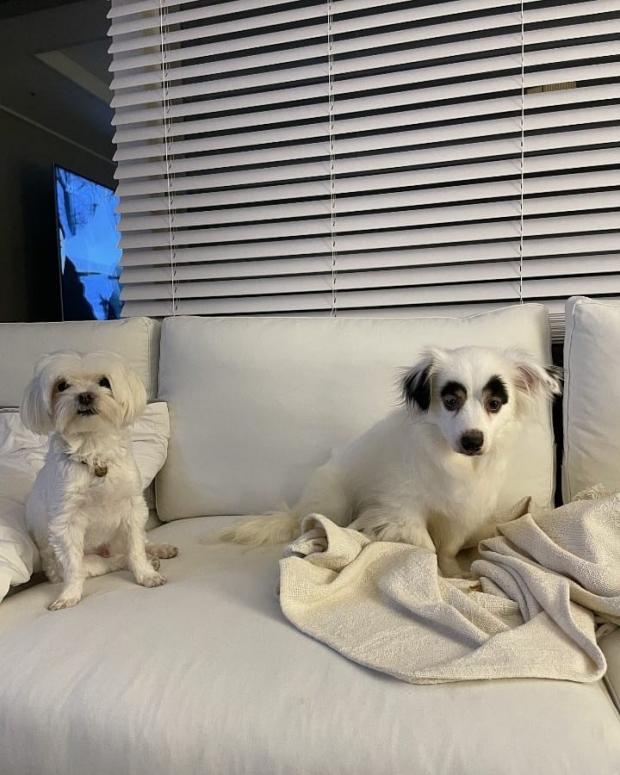 두두와 송승헌.  KDS레스큐 인스타그램 