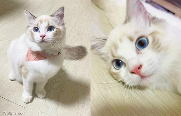 ⓒ노트펫