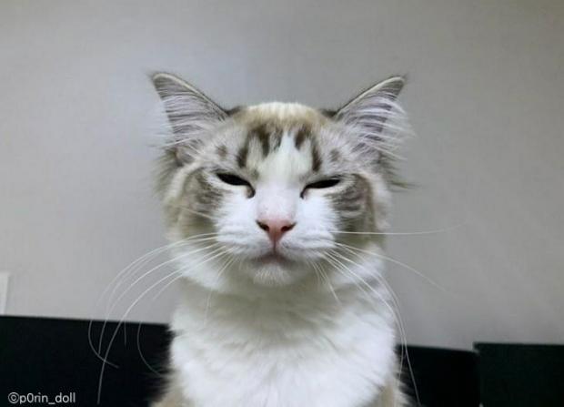 ⓒ노트펫