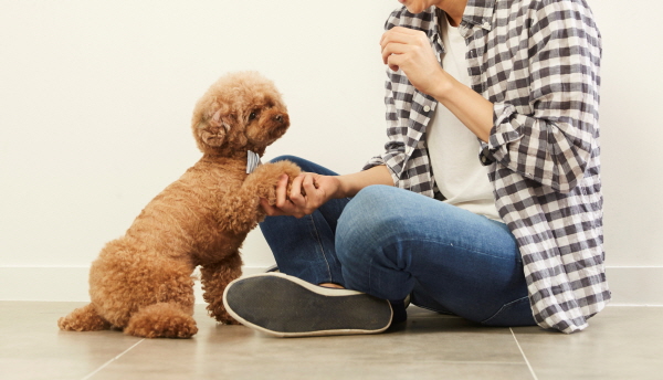 반려견 교육에는 보호자의 마음가짐이 무척 중요하다.