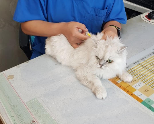 세종시 등 7개 지자체가 이달부터 고양이 동물등록 시범사업에 참여키로 했다.  