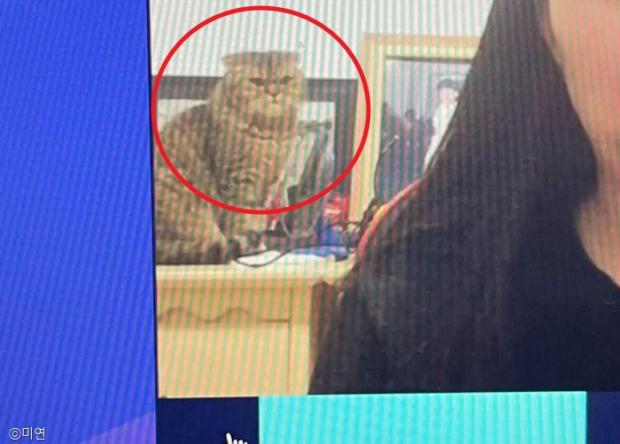 ⓒ노트펫