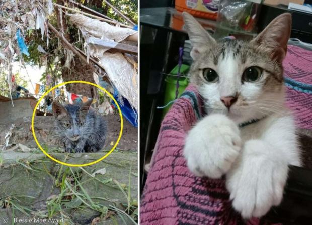 집사를 간택한 지 한 달 만에 180도 변신한 고양이 알론. [출처: 블레시 메이 아얄데]