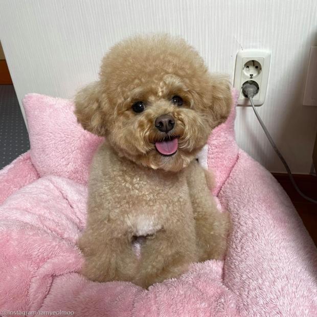 ⓒ노트펫