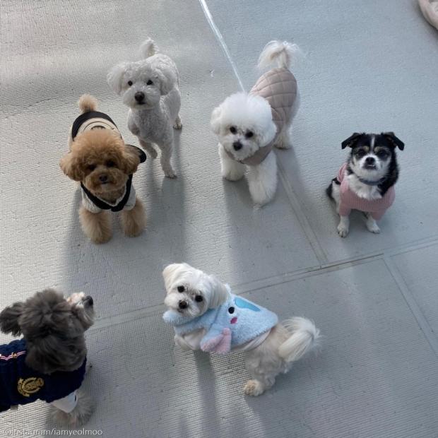 ⓒ노트펫