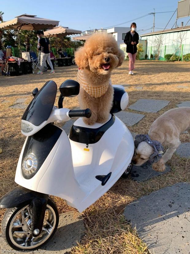 ⓒ노트펫